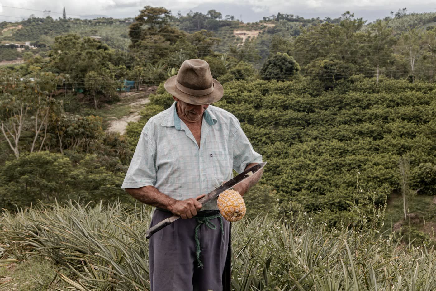 Campesino con sombrero en un cultivo